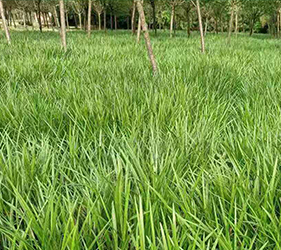 政府草坪种植种子_哪里找草坪种植渠道_成都市基业苗木有限公司