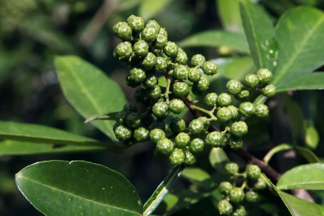 青花椒基地批发_云南青花椒基地地址_富民县日增辉种植有限公司