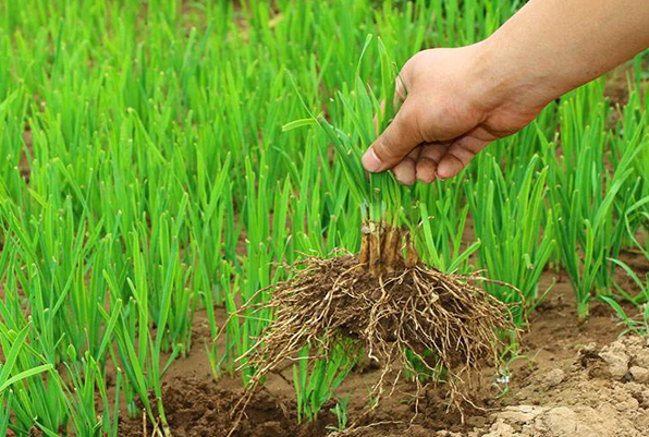 种植技术服务_科学种植_四川欣凡达农业有限公司