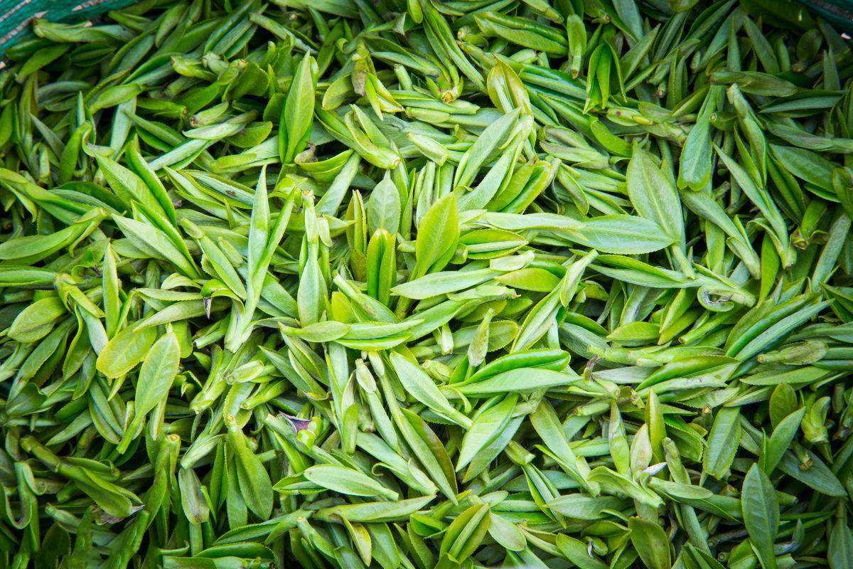 可靠的绿茶购买_靠谱绿茶批发_墨江坝溜林峰茶厂