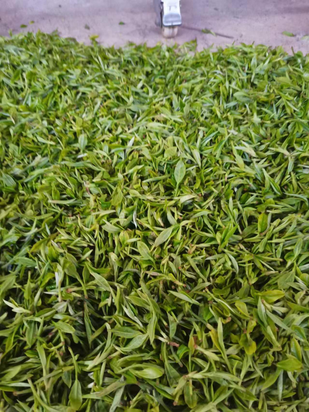 生态绿茶生产_让人放心的绿茶生产_墨江雾兴茶叶加工厂