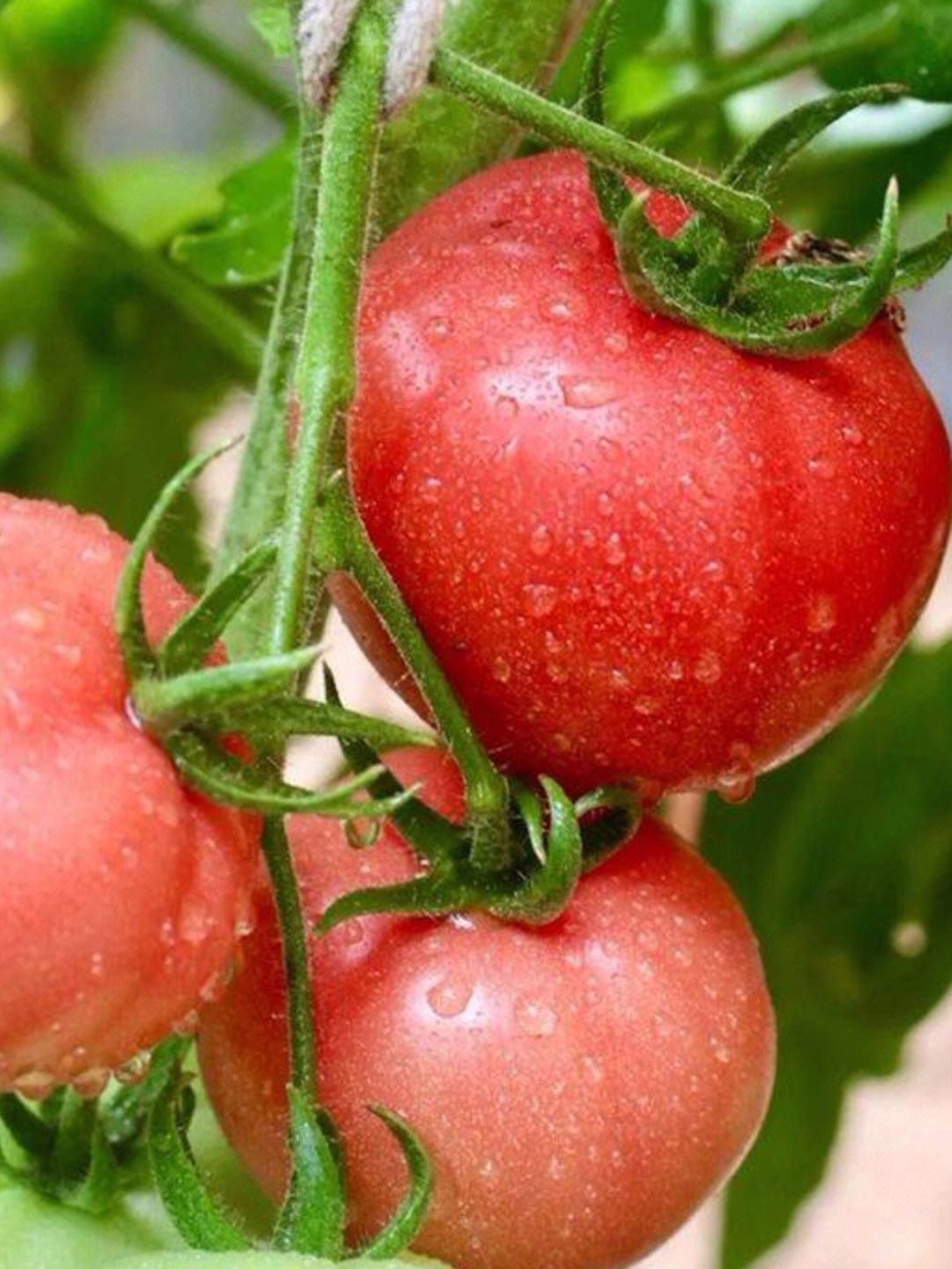 品质番茄购买_好吃的番茄产业_曲靖市麒麟区麒苑青现代农业科技开发有限公司