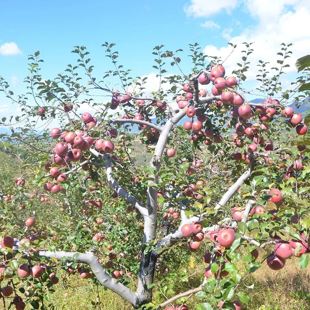 苹果批发电话_云南特差苹果批发商家_昭通昭阳恒沂种植农民专业合作社