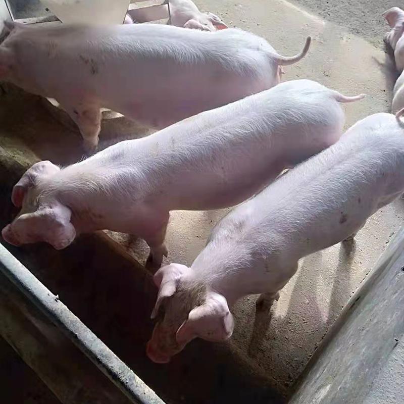 生猪养殖服务_可靠的生猪养殖产业_富民县大海饲料销售店