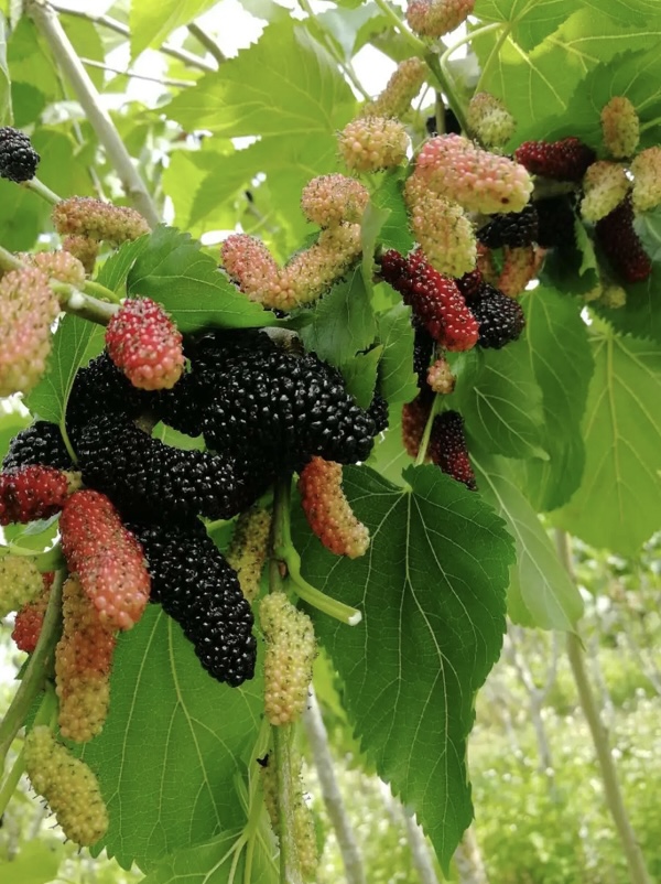 科技"催"红桑葚果,火了都市郊区农业