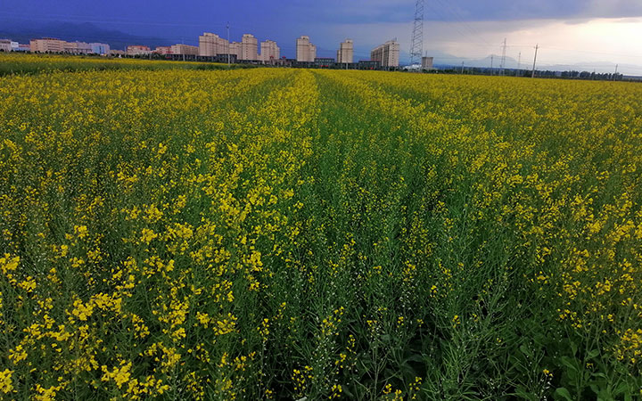 1599553143280101.jpg b7.jpg