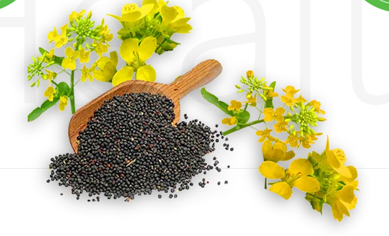 油菜高产种植技术详解,值得收藏【福成农业科技】