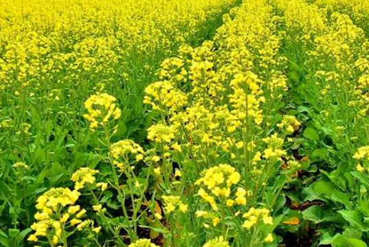 油菜栽培技术要点解析，值得一看【福成农业科技】