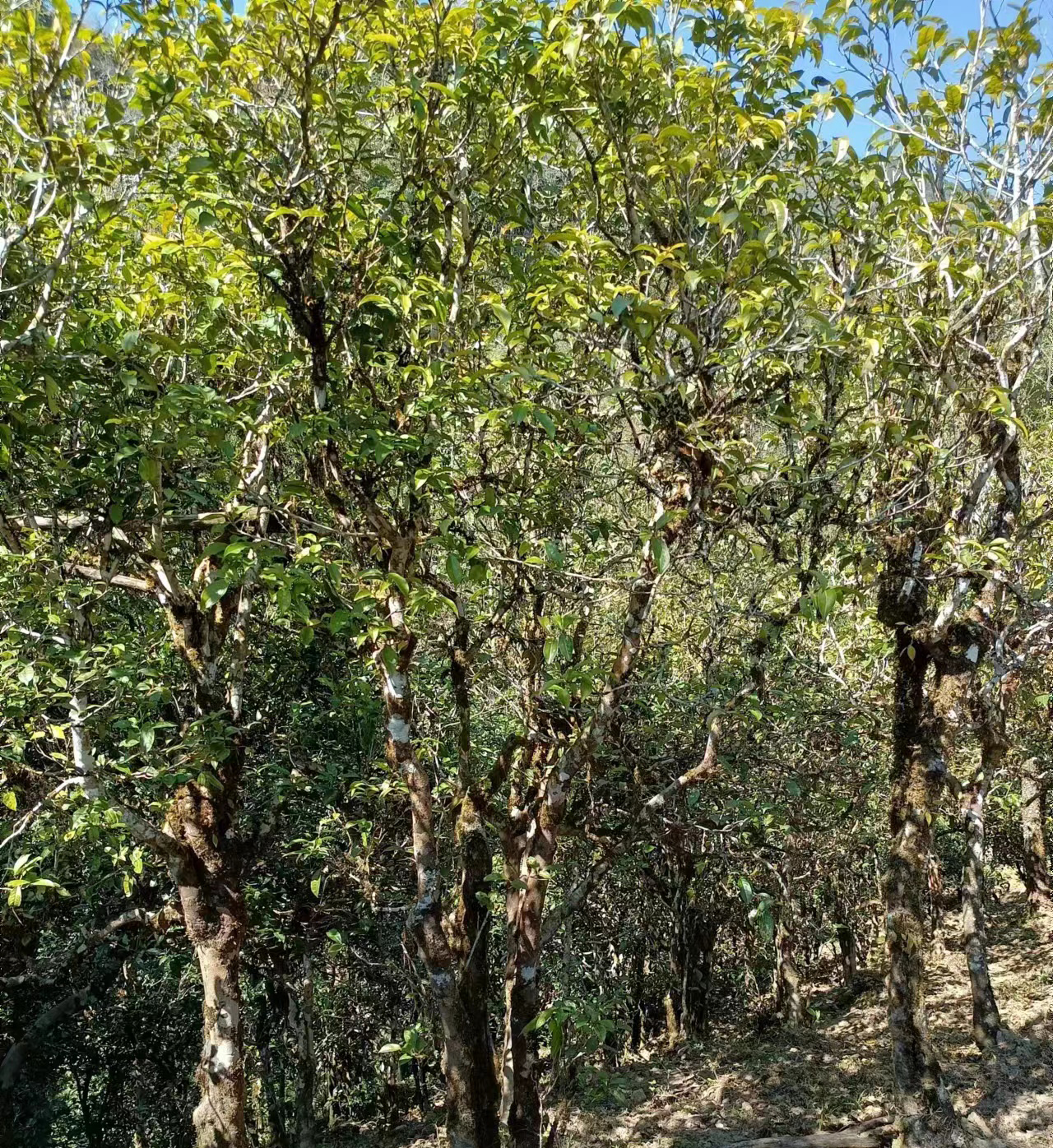 滑竹梁子古树茶_晒青茶_古树茶_勐海勐宋小且二茶叶初制所