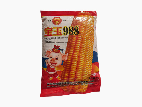 陕西汉中玉米种子_农业