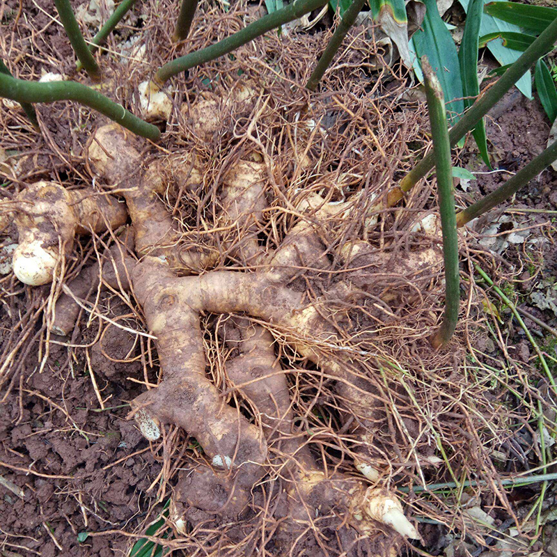 重楼 998元/kg￥998五香血藤 448元/kg￥448明日叶 378元/kg￥378