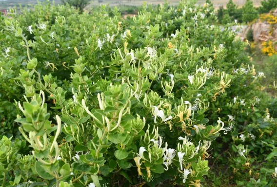 金银花的种植管理方案