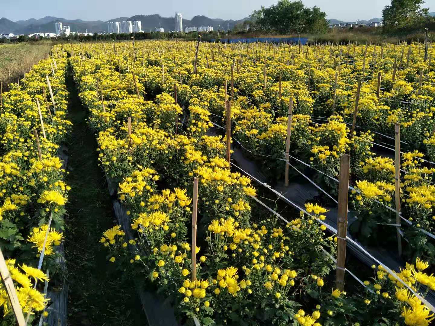 金丝皇菊怎么泡？ 冲泡注意事项