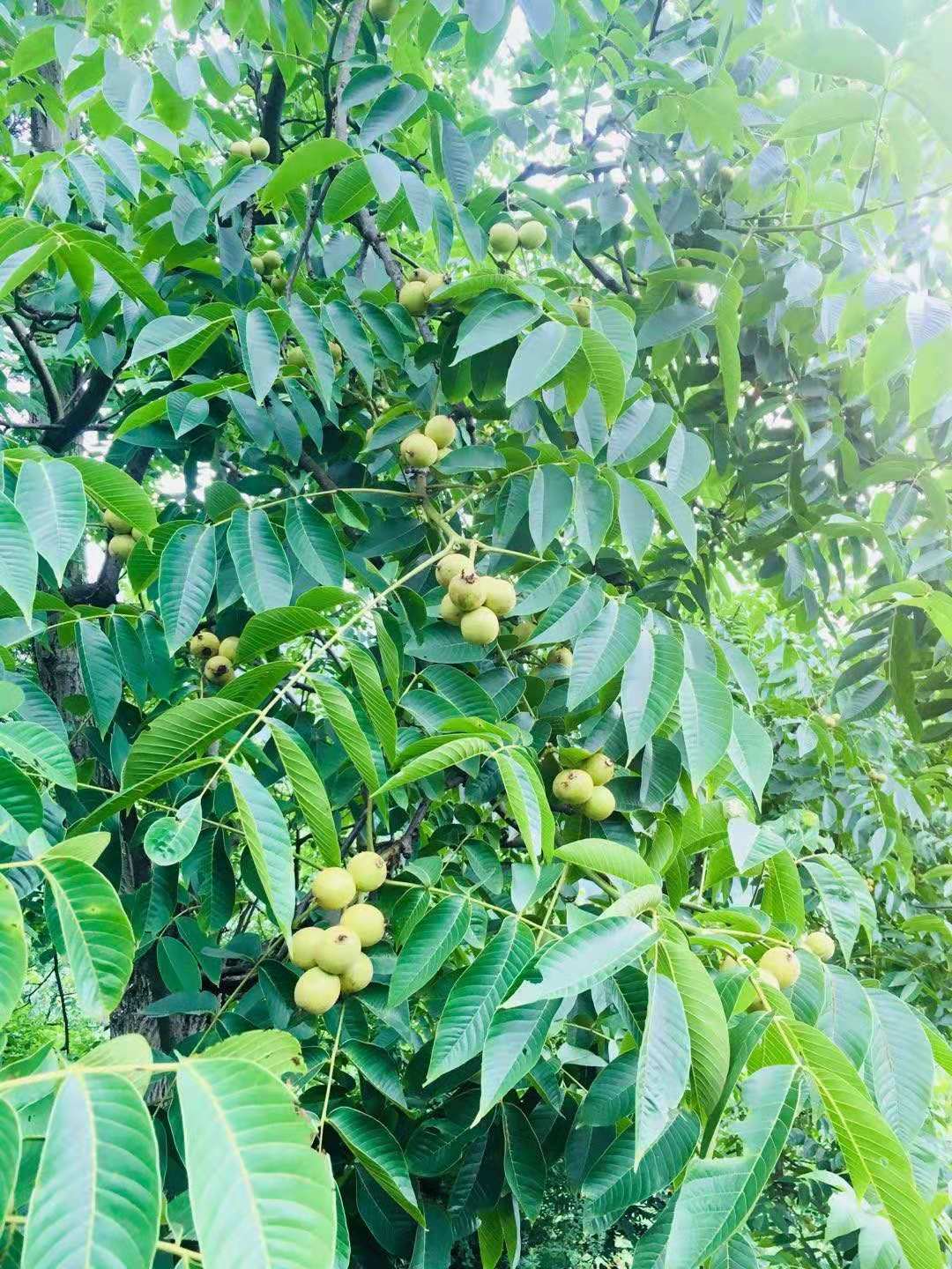 微信图片_20181009142826.jpg
