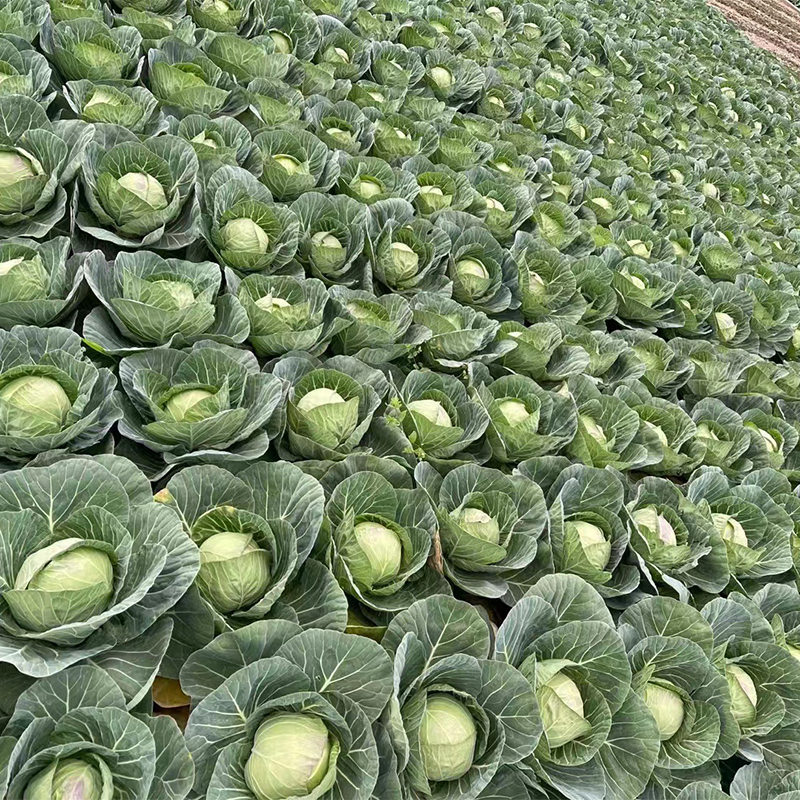 自然种植云南玉溪通海甘蓝种子诚信销售