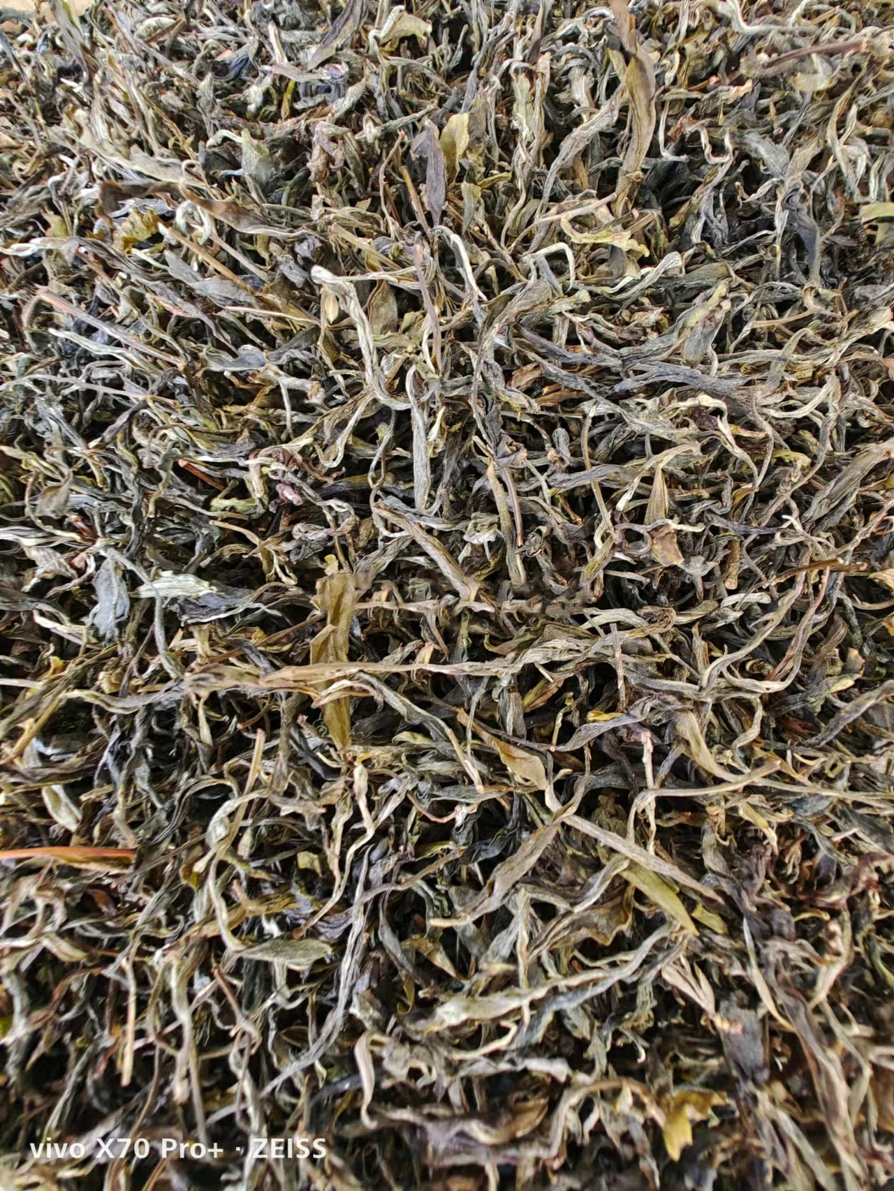 千家寨大树茶