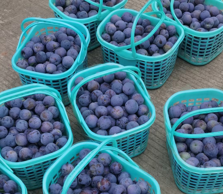 四川五月脆出口_四川五月脆_金堂赵家镇徐陈家庭农场