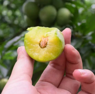 成都金堂李_清脆金堂李采购_金堂县赵家镇徐陈家庭农场