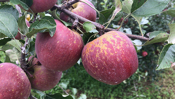 盐源苹果多少钱一斤？来了解成都周边水果价格