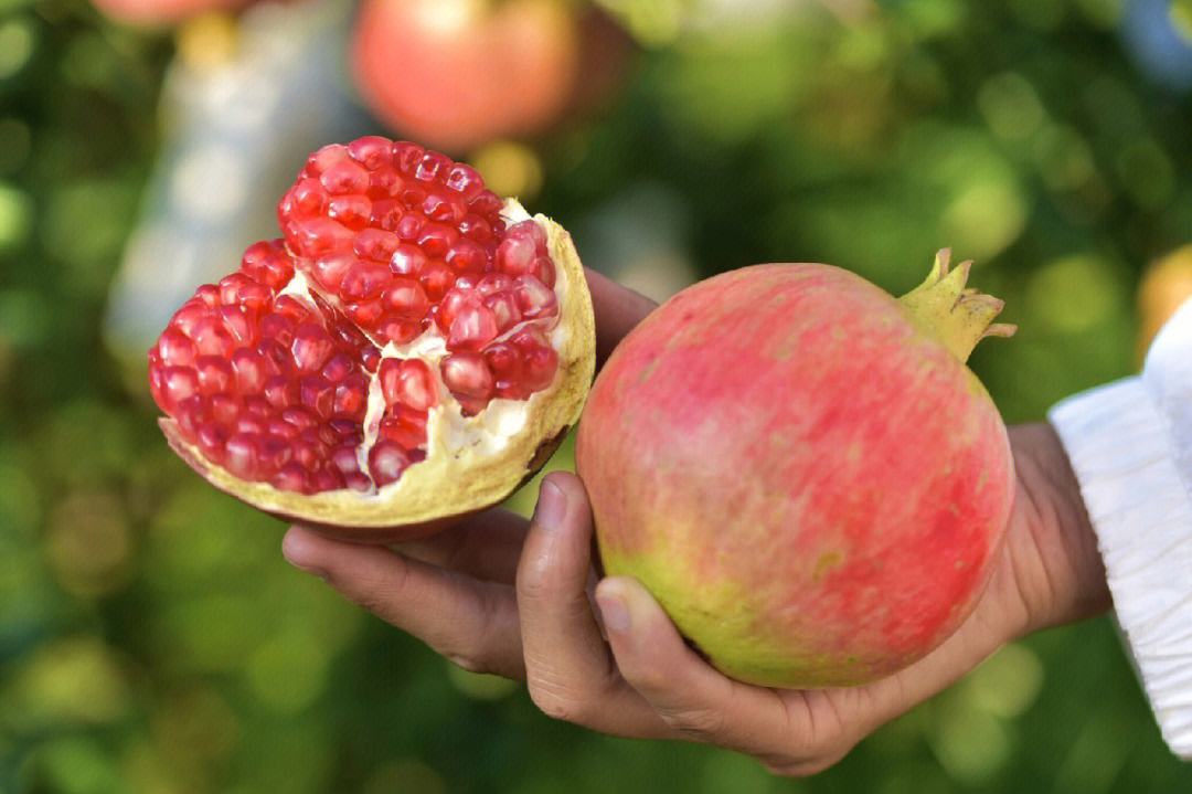会理石榴_成都周边会理石榴地区_四川省两只青蛙科技有限责任公司