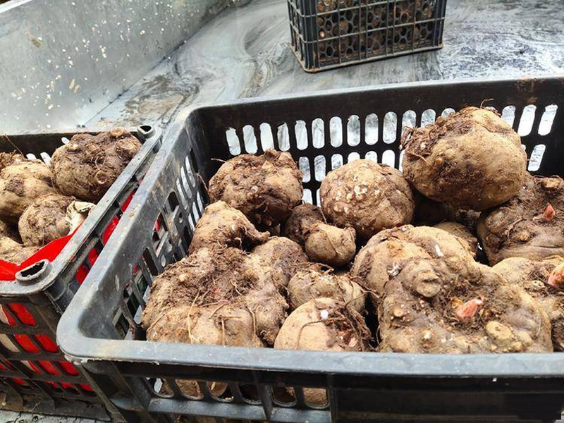 魔芋粉批发市场在哪里