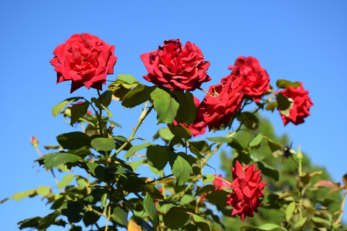 DSC_1305-min.JPG