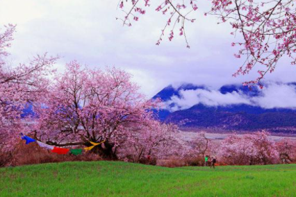 林芝桃花节.png四川省天路文化传媒有限责任公司