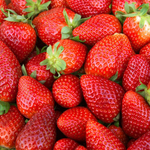 陕西草莓平台  陕西草莓